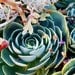 Silver Blue Succulents - Fine Art Photography Print by Little Big Photography