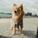 The Crew Dog Blazer