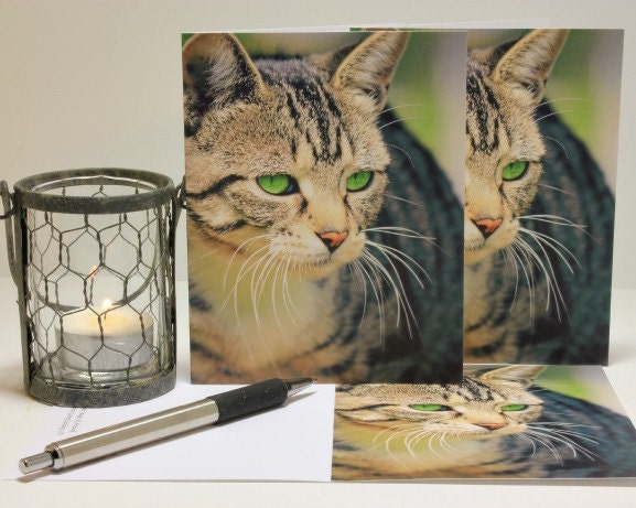 Intent - photo note cards - cat photography, feline portrait, nature, country, rustic farm, blank cards - Set of 3