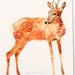 bambi giclee archival art print illustration drawing orange roe deer