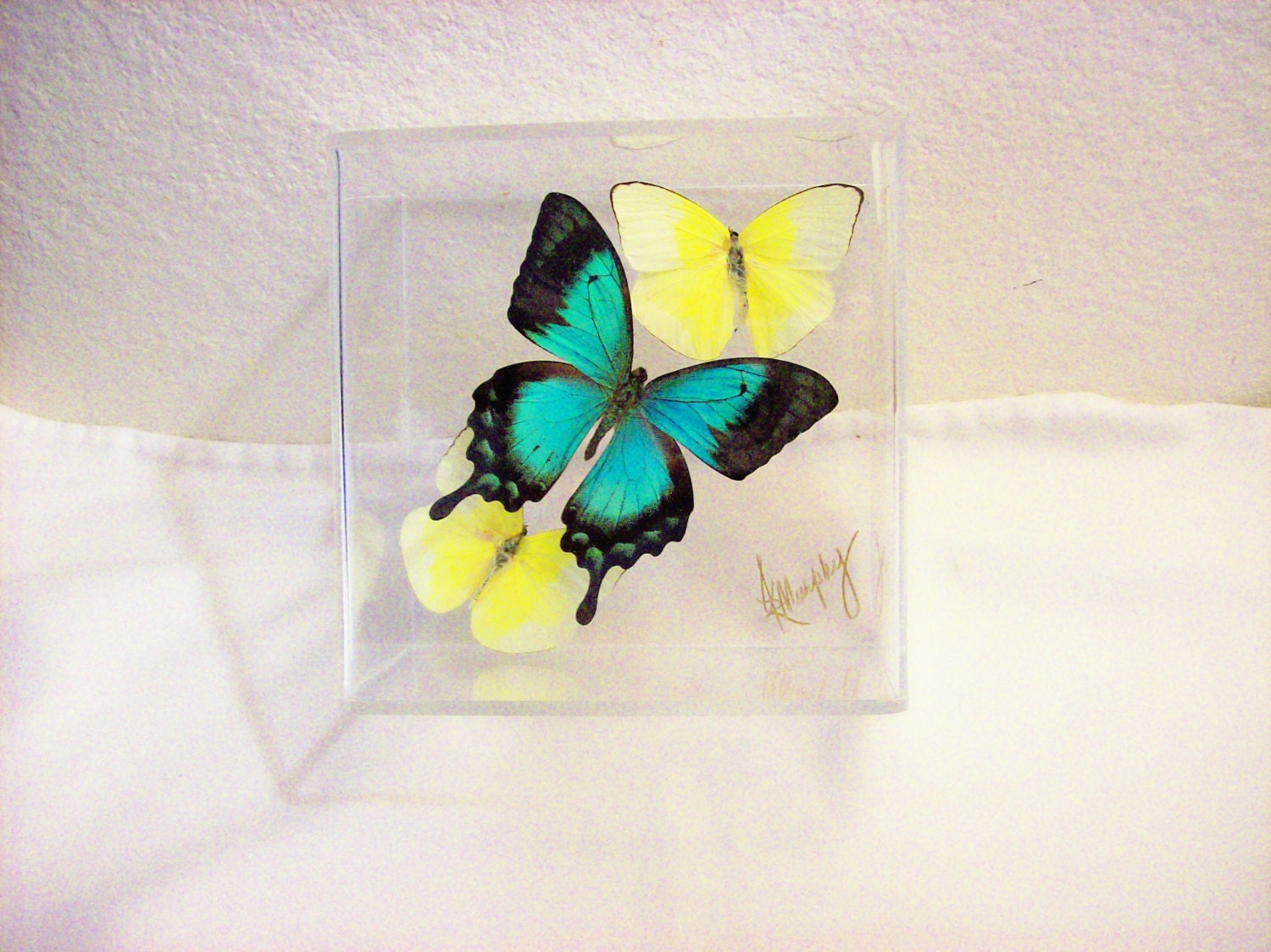 Real  Sea Foam Green Butterfly Among  Pastel Yellow Butterflies