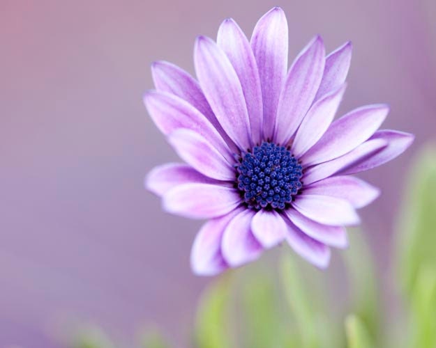 Purple Flower Photograph, Nature Photography, Flower Wall Art, Lilac, Lavender, Green, Spring, Garden, Purple Wall Art, 8x10 Print