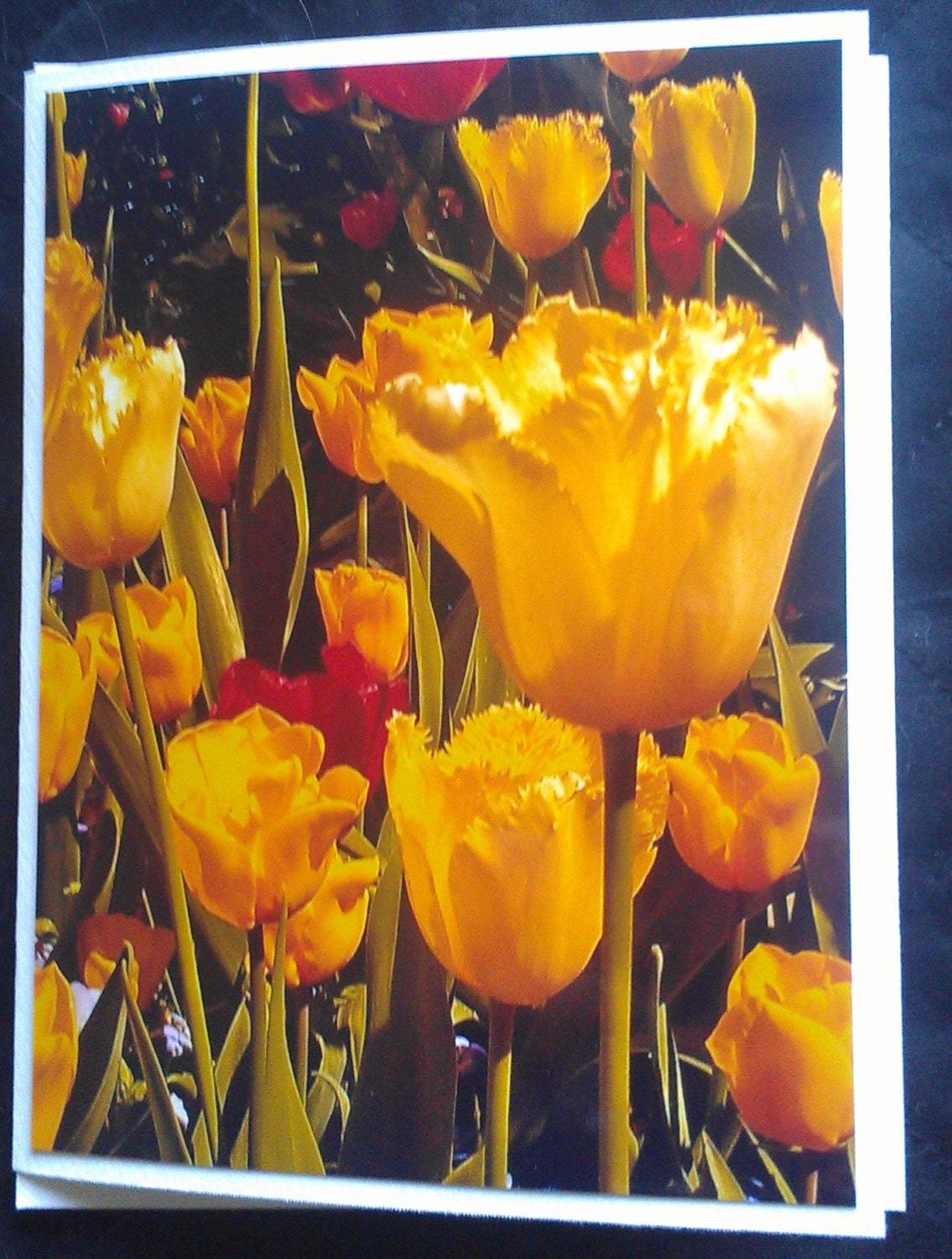 Lovely Yellow and Red Tulips Note Card