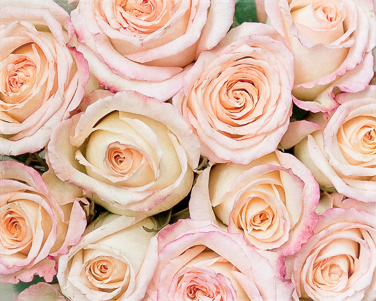 Photo of Soft Pink and Peach Coloured Roses - Fine Art Photo entitled Sweet Bouquet -  8 X 10