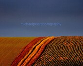 colourful field