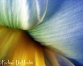 photograph - 7x9, color, macro, flower, daffodil, spring, floral