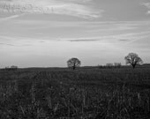 Two Lone Trees in a Field - 8 x 10 Photograph