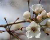 Bradford Pear Blossoms - 5 x 7 Photograph