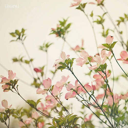 Dogwood Photograph - Tree Nature Photo - Vintage Inspired - Home Decor - Fine Art 8x8 - "Under the Dogwood Tree"