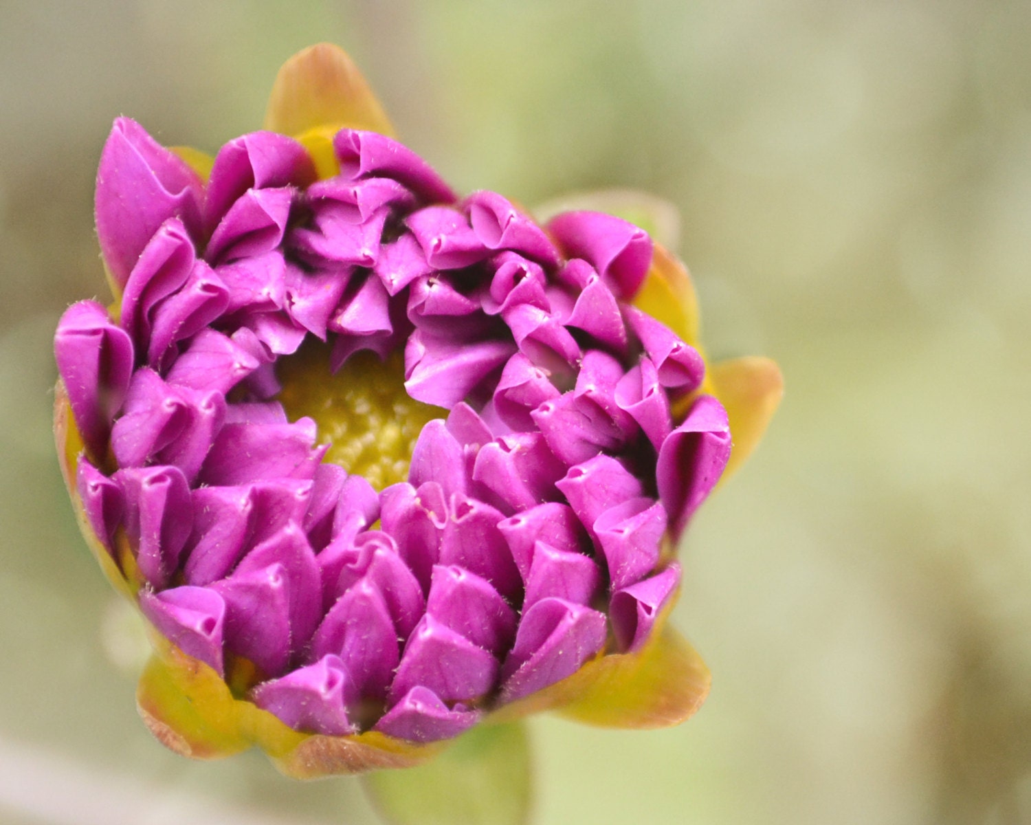 Dahlia Bud, flower, macro fine art photography, 8x19, Vancouver, WA