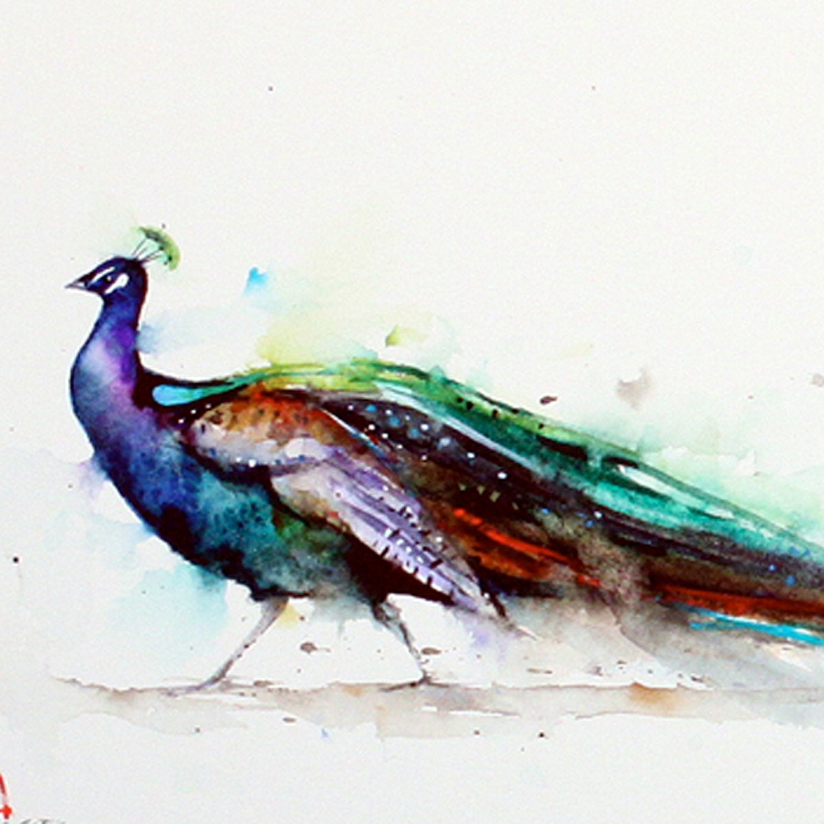 PEACOCK Colorful Print by Dean Crouser