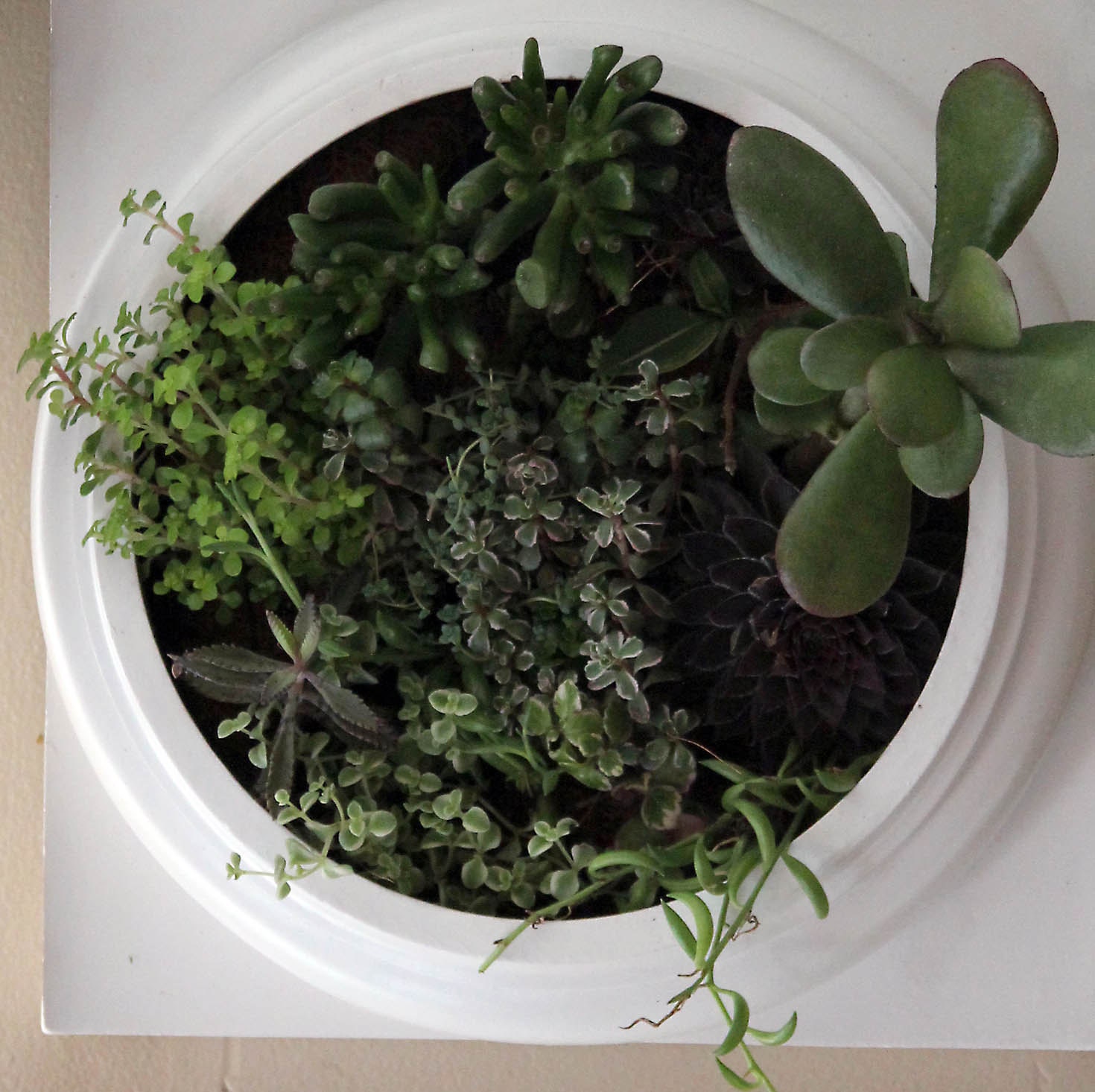 Living wall, Comes preplanted & ready to hang Indoors or out size sm