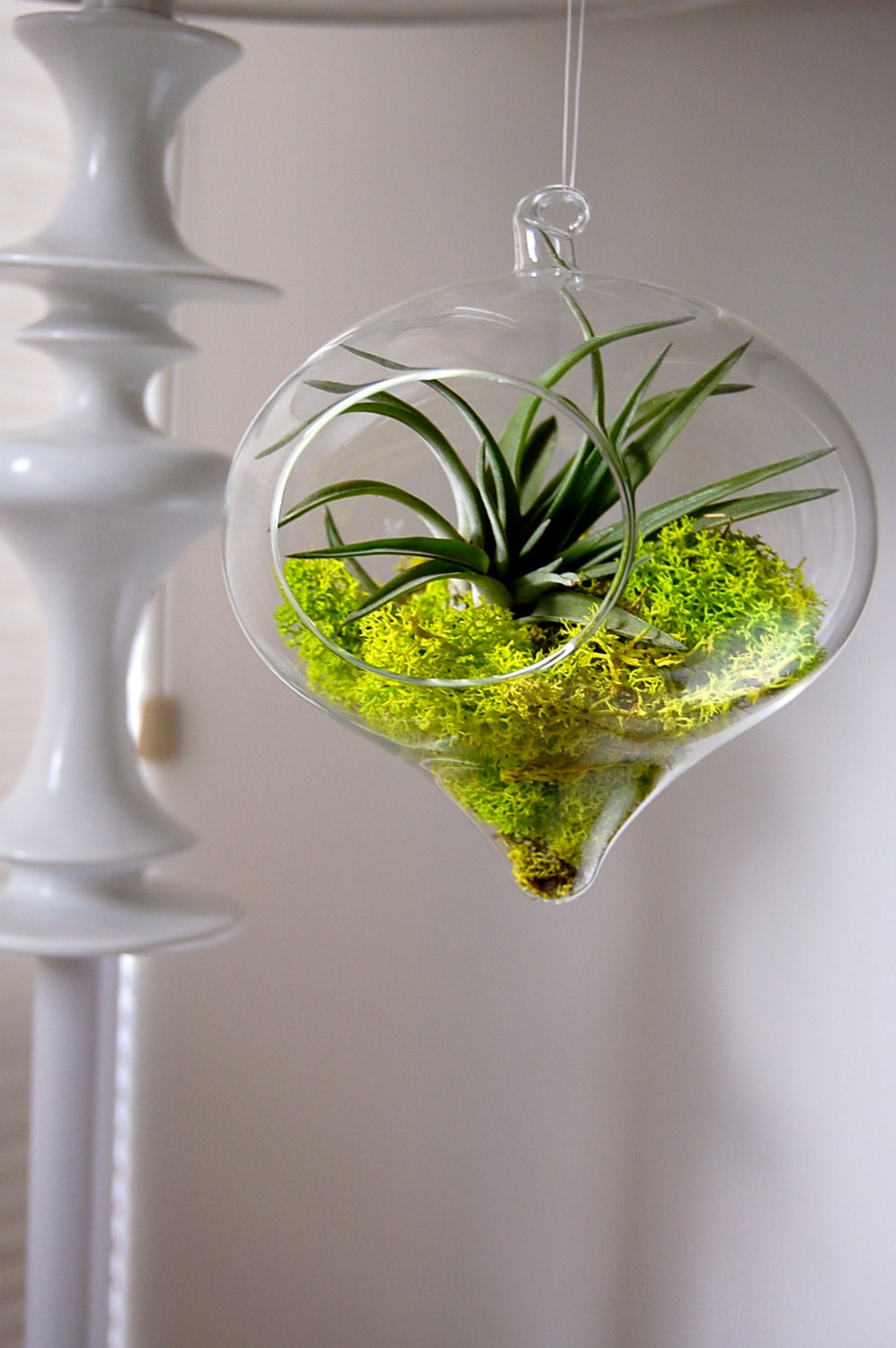 Orb Air Plant and Moss Terrarium