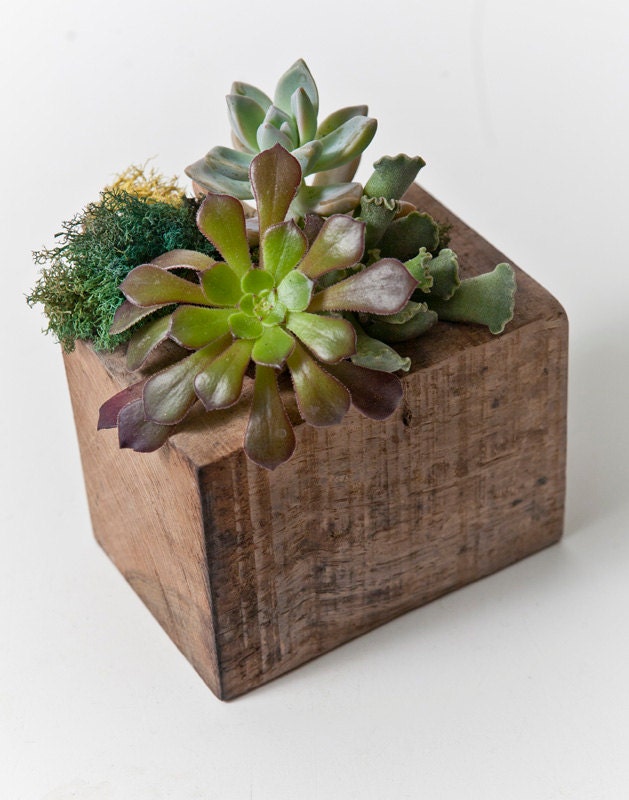 Small / re-BEAM Planter with Succulent Arrangement