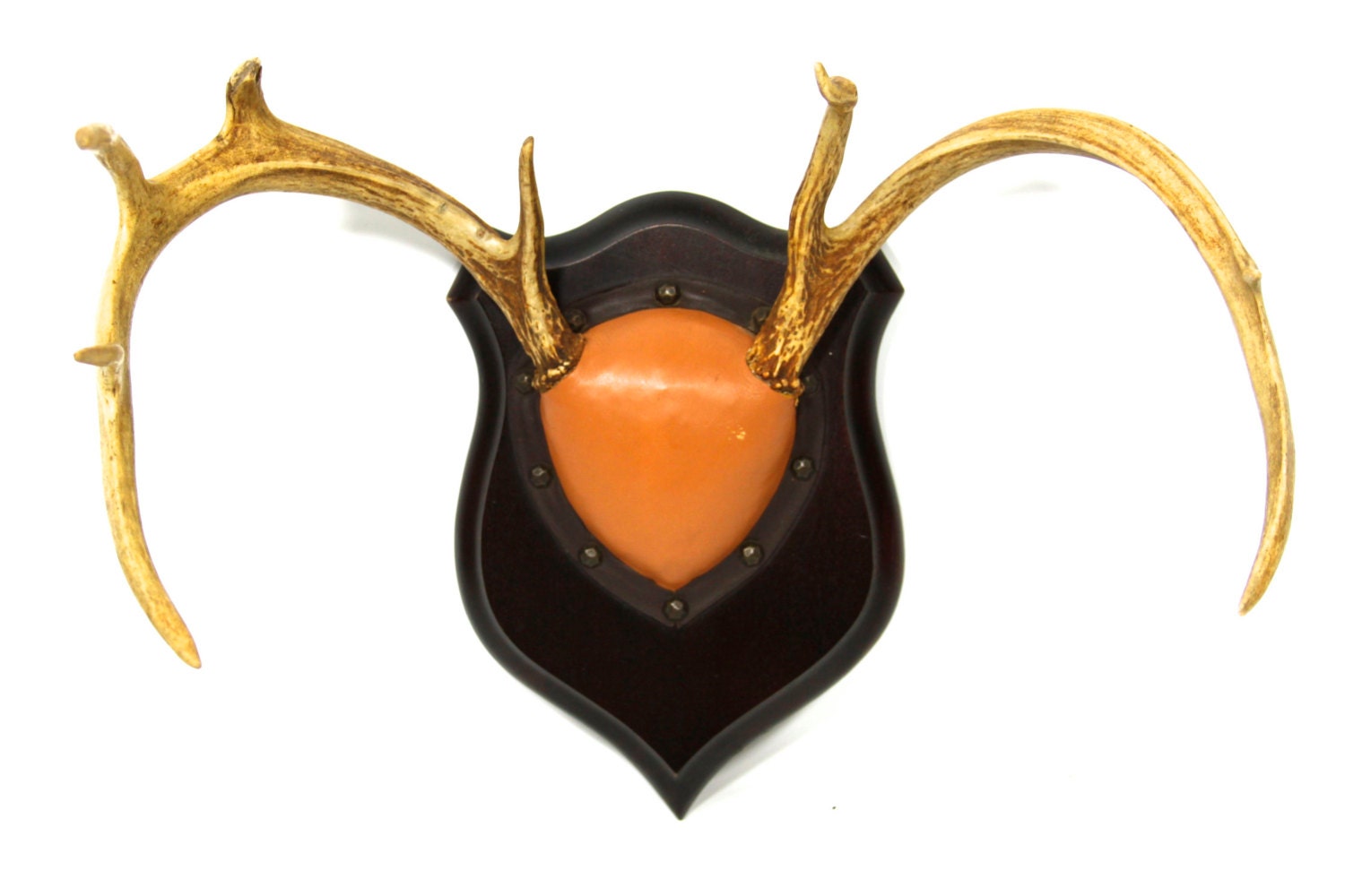 Deer Antlers with Leather