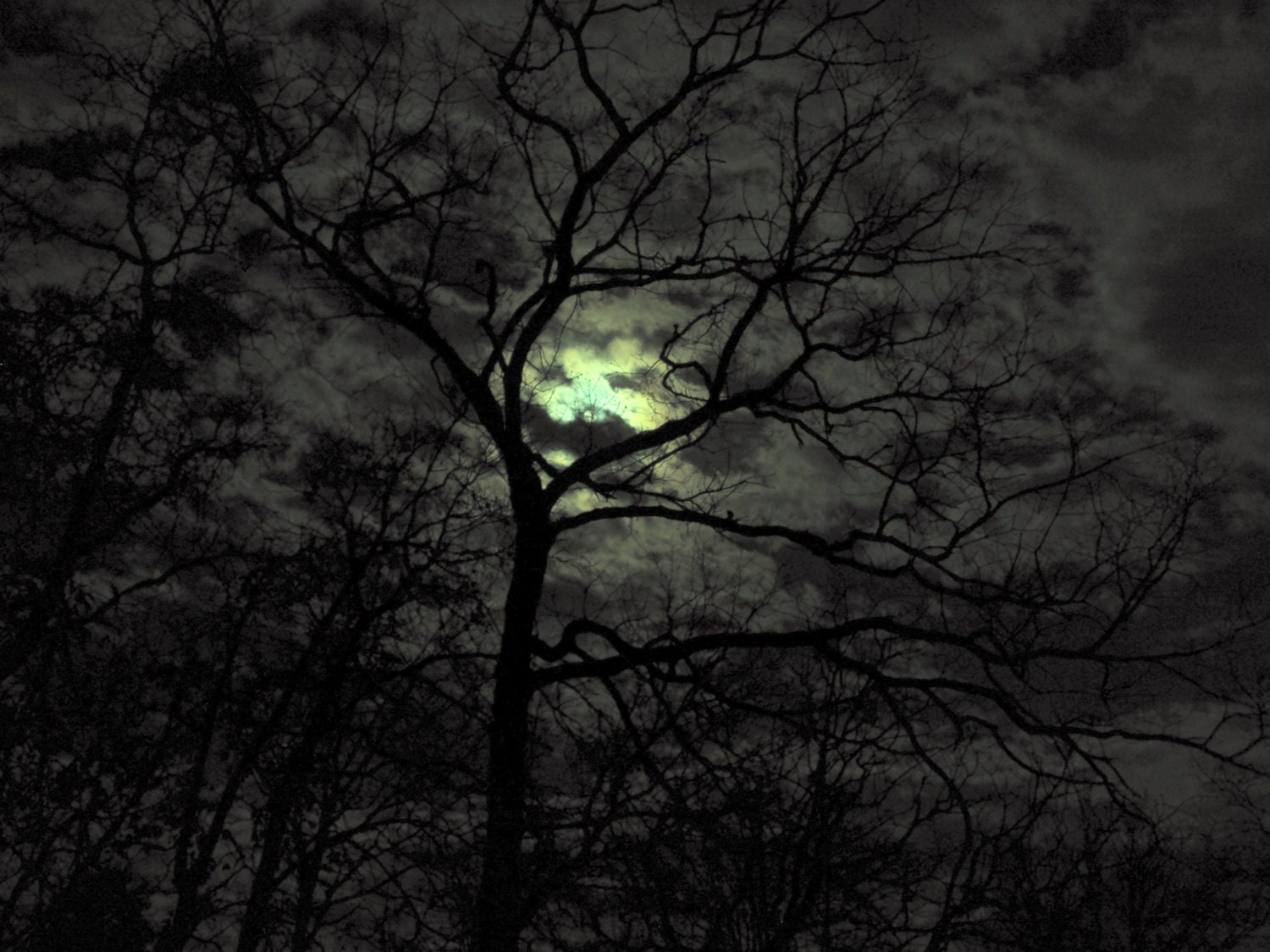 Full Moon   Forest Night   Trees   Winter Night   By Singingtrees