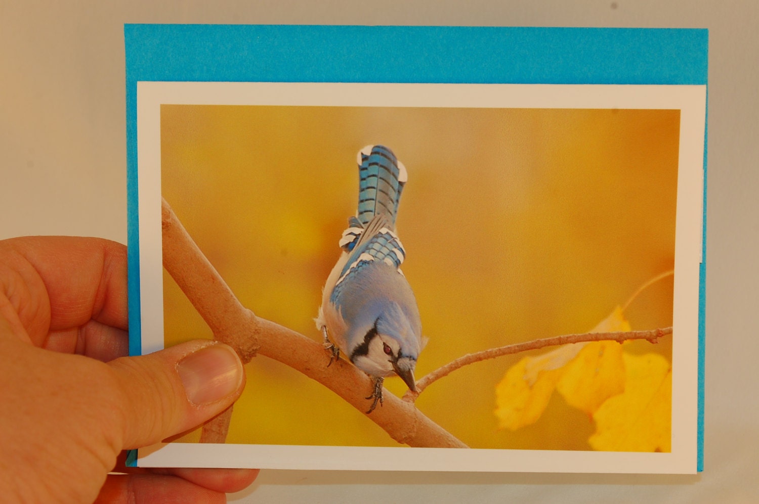 BIRD Note cards by Robin Seeber Pack of 4 note cards