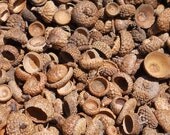 SALE, Over 2500 Mixed Acorn Caps, FREE SHIPPING, Eight Types, Various Sizes