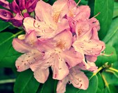 Soft Rhododendron Spring Floral Digital Photography Download Flowers Pink Fine Art photo green purple