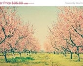 SALE 30% OFF Nature photography Cherry blossom orchard: Vintage spring 8x12 Fine Art Photography Whimsical wall art botanical art prints