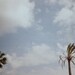 Palm trees - 35mm film photography - 4x6 inch (10x15cm) Fine Art Print - Summer