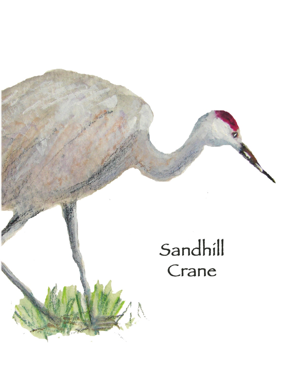 Red Tailed Hawk and Sandhill Crane Notecards