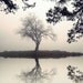 landscape photography, black and white, nature, trees, 8 x 10 print
