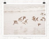 Oregon coast photo, sanderlings, birds in flight, beach photography, nature decor