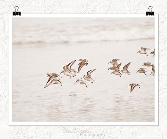 Oregon coast photo, sanderlings, birds in flight, beach photography, nature decor