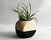 Air Plant Cube Planter With Tillandsia Leonamiana // Black - Natural Wood