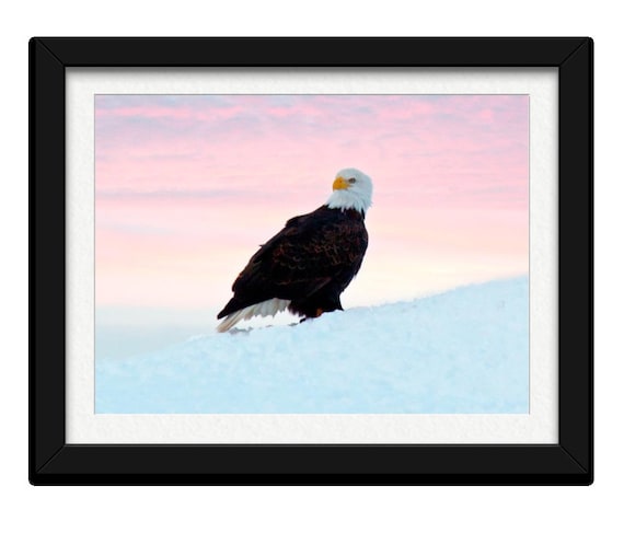 ON SALE Fine Art Photography,Wildife Nature Print,11X14 ,Winter Scenery,Bald Eagle