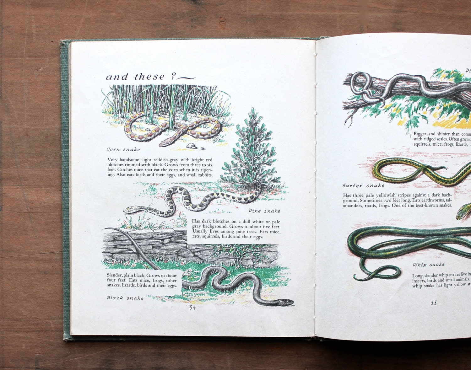The First Book of Snakes - Vintage 1952 Book - Children - Educational - Non Fiction - Science - Garden - Nature - Green