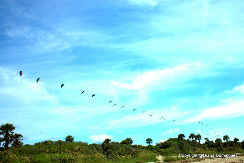 Line of Birds 8x10 Edisto Beach, SC Outdoor Photography, birds, flying, blue sky, tree line