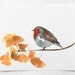 LAST ONE Bird Art English Robin-Enlightenment Limited Edition Watercolor Giclee Print