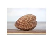 speckled seashell photograph browns and blues