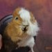 taxidermy of guinea-pig's half body,named zombie guinea-pig free shipping to everywhere