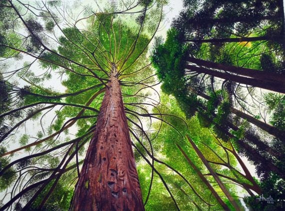 Canopy of Tall Pine Trees - Watercolour Painting