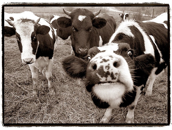 Cow photography, Nature Photography, Cows, black and white, giclee print,animals, Farm, nature, funny, silly, happy, Dairy, Sepia,11x14 - RikkiVanCamp