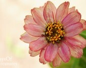 Pink, Peach, Pastel, Floral Photography, Floral, Spring, Summer, Nature Photography, Home Decor, Wall Decor