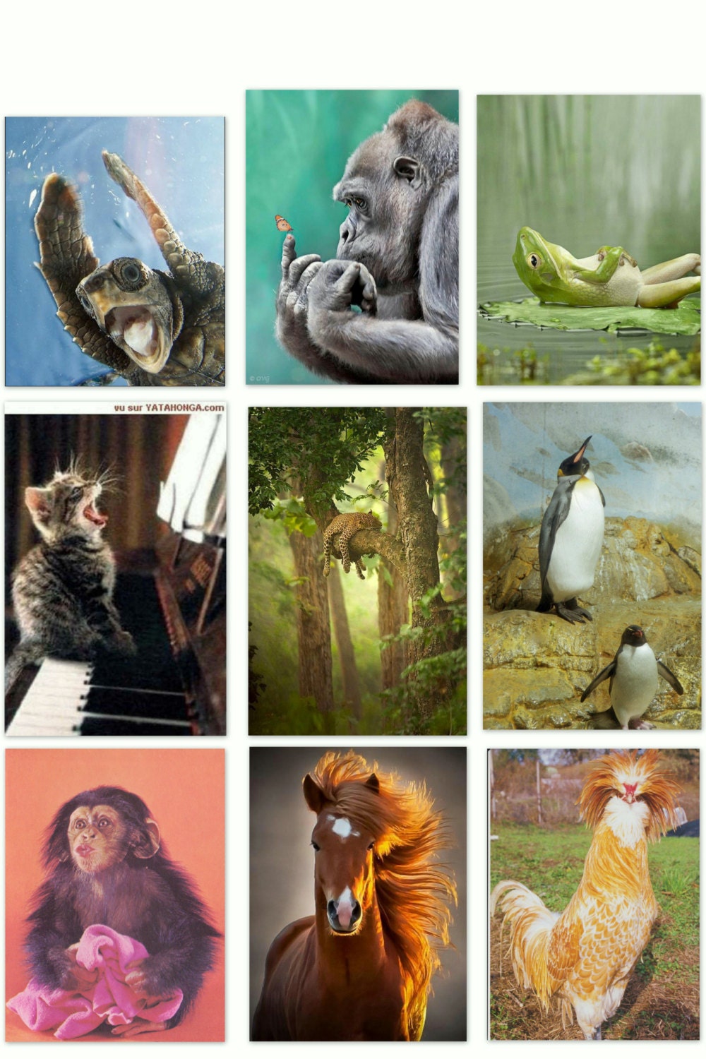 Downloadable Digital Note cards .... You print them,  You cut them ... no shipping
