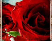 Red Rose Photograph Grunge and Roses Blood Red Flower Wall Decor Modern Floral Gothic Print 12x12