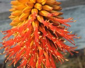 Aloe rupestris. Beautiful tree Aloe.  Multi-trunking form. Gorgeous flowers
