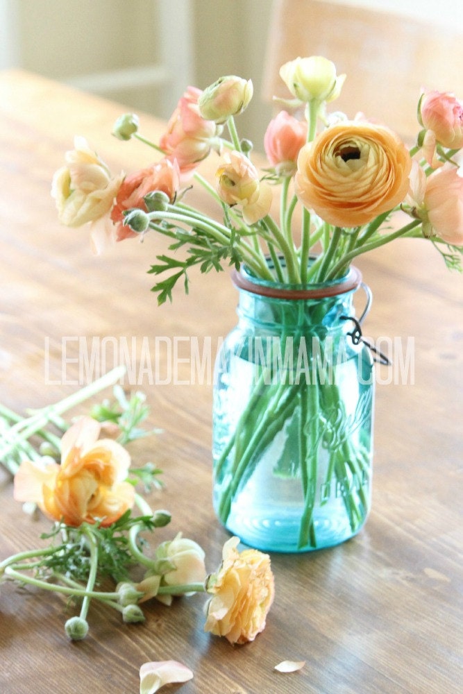 Ranuculus in an antique blue ball jar photo print
