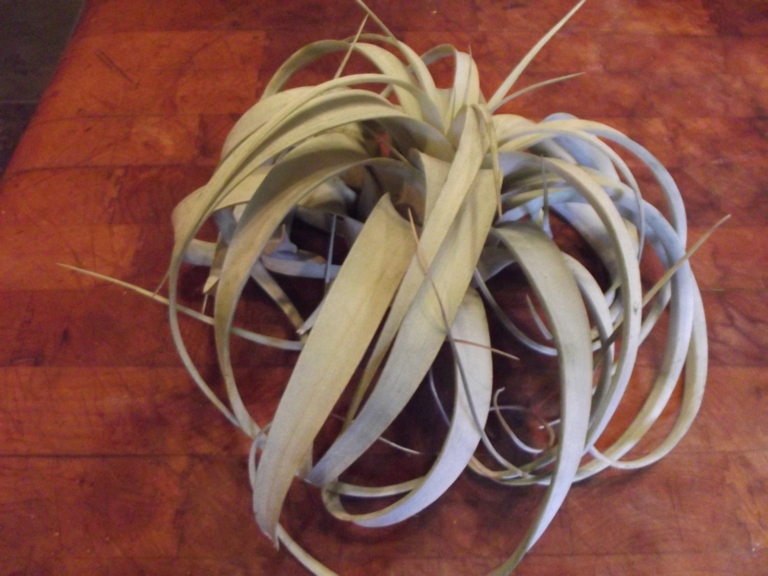 King of All the Air Plants Tillandsia Xerographica