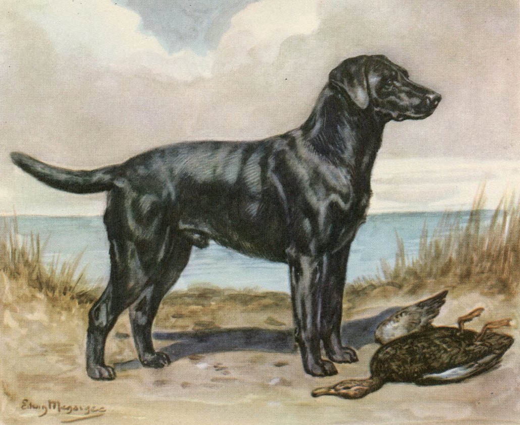 Labrador Retriever Vintage Dog Illustration - Edwin Megargee - 1940s Original Page
