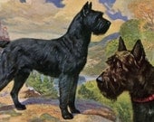 Giant Schnauzers Vintage Dog Print -  Edward Herbert Miner - 1940s