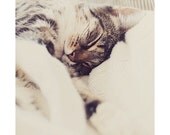 sleeping cat feline portrait photo print - whimsical fine art animal photography, whiskers, fur, nose, cream, tabby, brown - 14x11