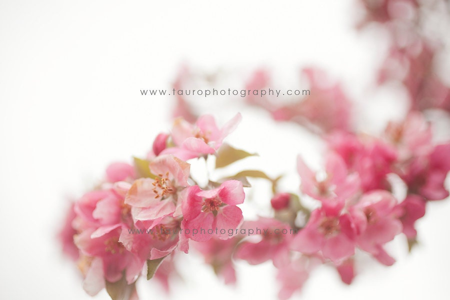 Spring Blossoms No. 2