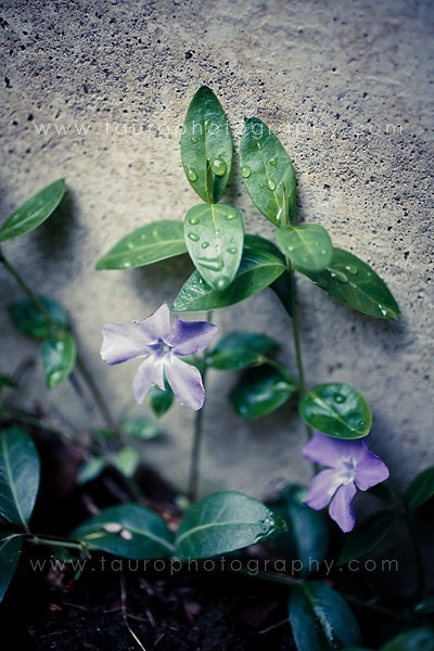 Vinca Minor No. 1