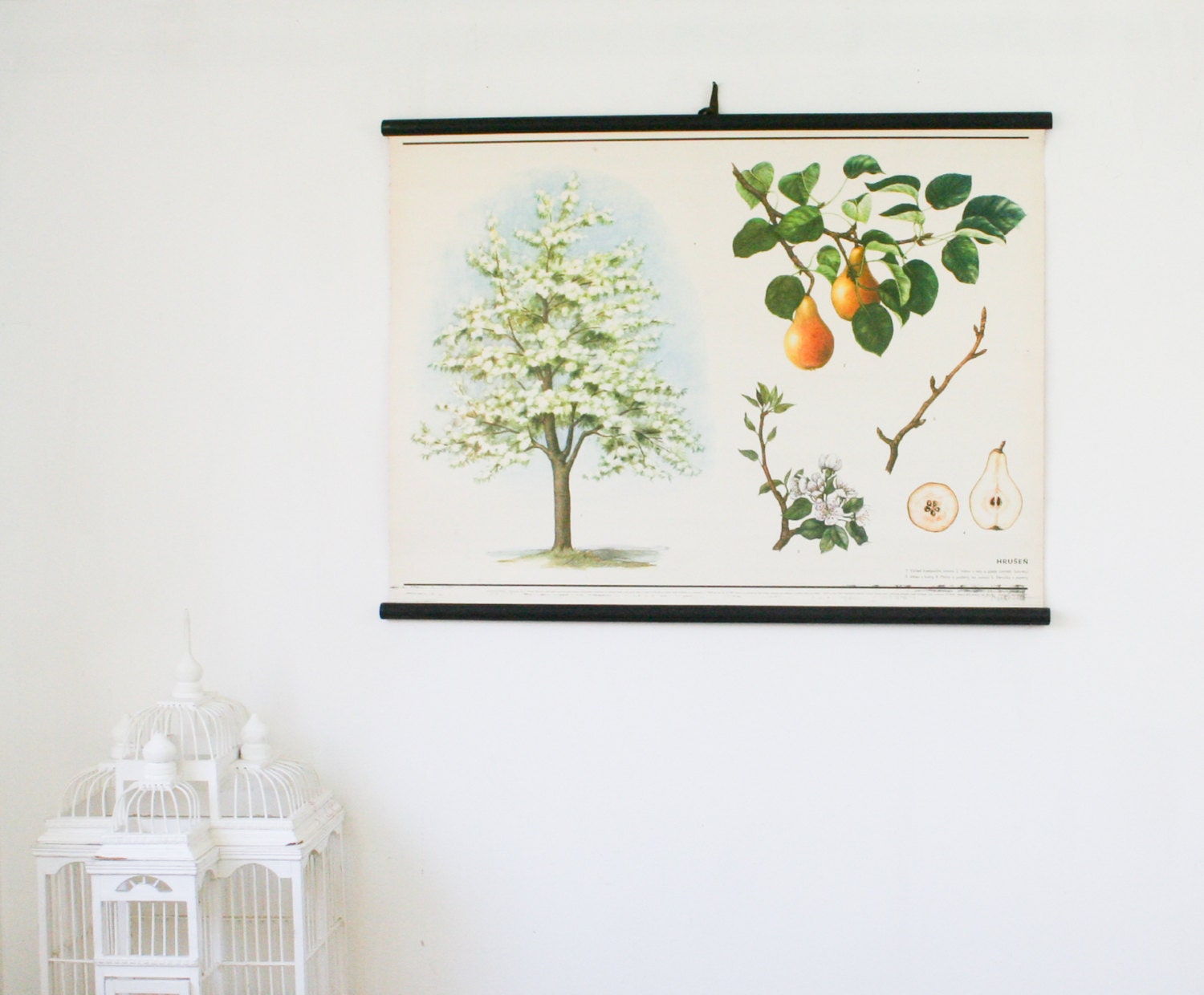 Vintage White Botanical Chart, Pear Tree,  Botanical Wall Hanging